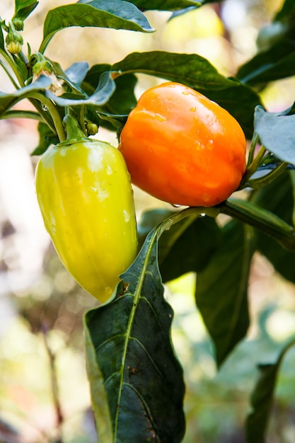 Poivrons verts et rouges poussant sur bush dans le jardin. Plante bulgare ou poivron doux. Faible profondeur de champ