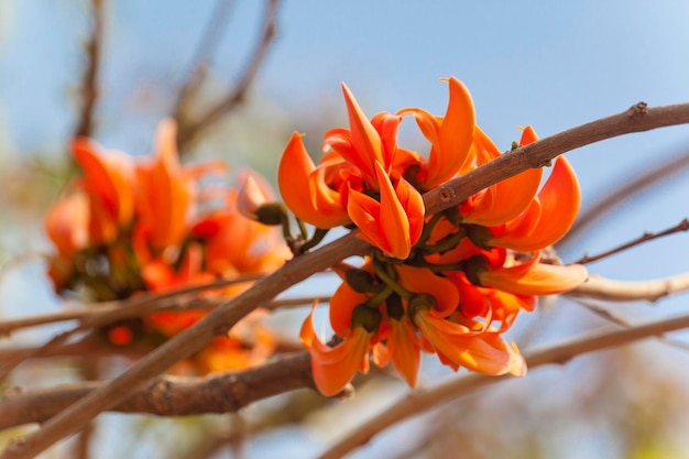 Polash fleur en pleine floraison