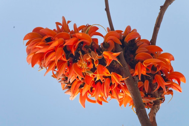 Photo polash fleur en pleine floraison