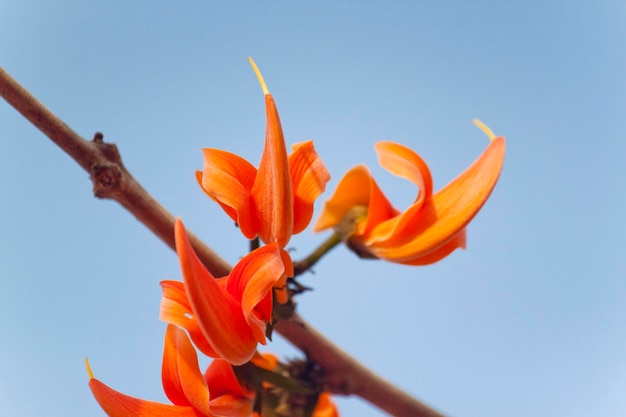 Polash fleur en pleine floraison