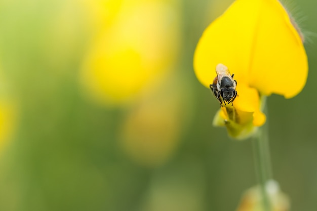 pollen blanc vif pissenlit pétales animal