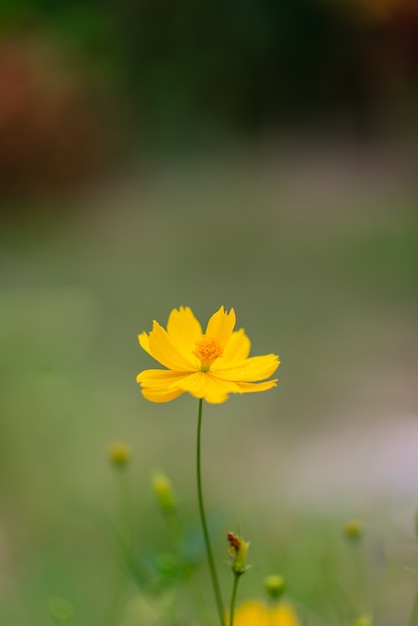 Pollen cosmos fleurs belle