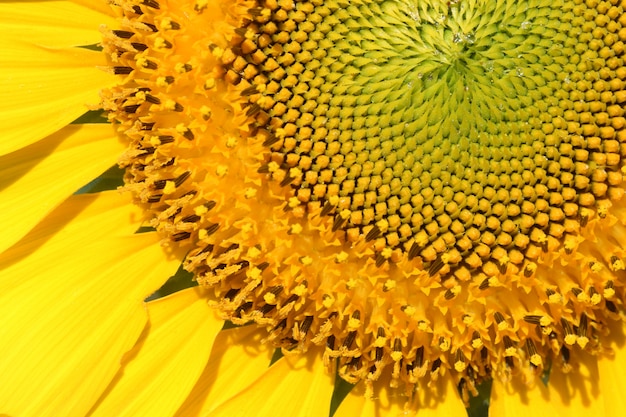 Photo pollen jaune tournesol