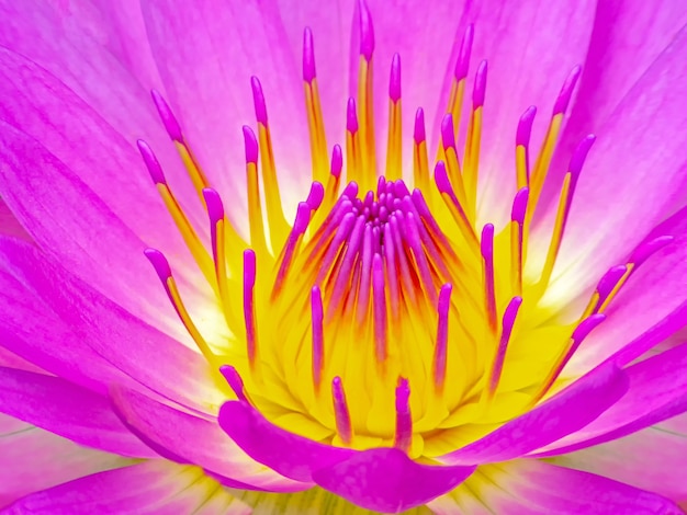 Pollen et pétales de fleurs de lotus rose off Macro