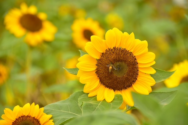 Le pollen de tournesol avec une abeille