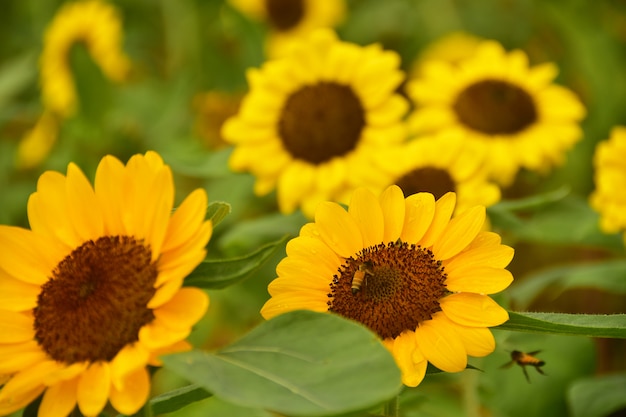 Le pollen de tournesol avec une abeille