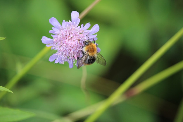 Pollinisé par une abeille abeille dans une prairie de fleurs sauvages. L'abeille recueille le miel