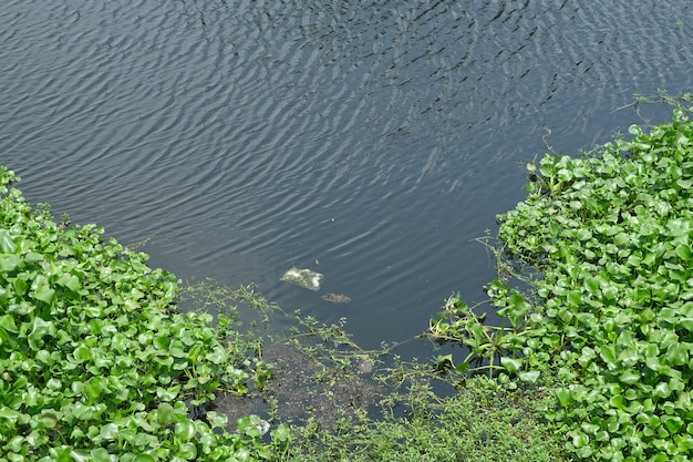 Pollution de l'eau avec des ordures sur l'eau