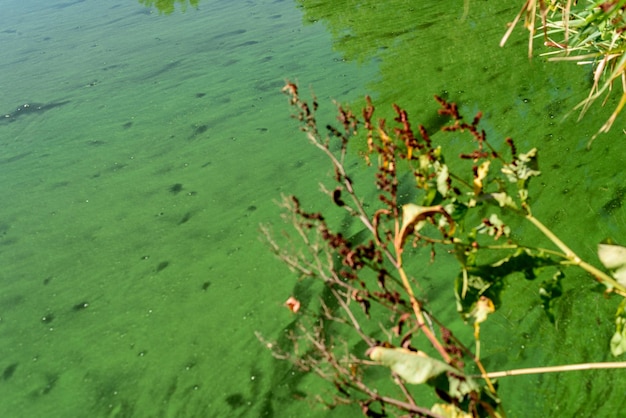 Pollution de l'eau par les algues bleues vertes en fleurs à la surface de l'eau