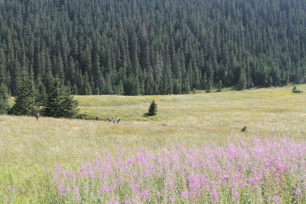 Pologne Tatras