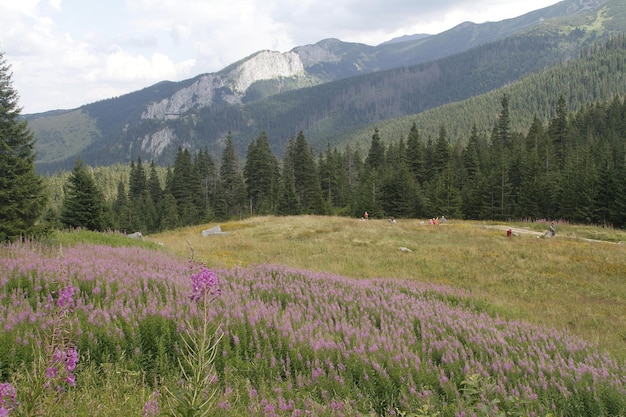 Pologne Tatras