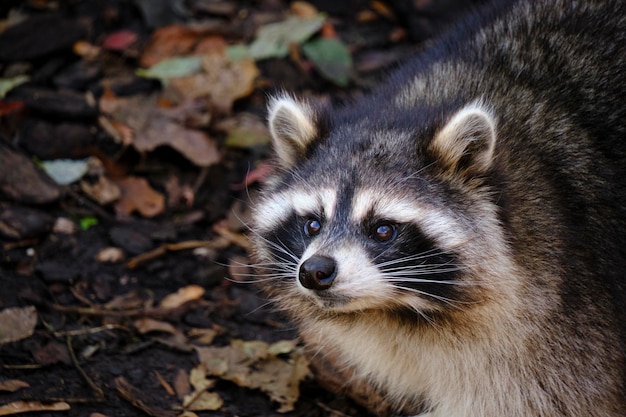 Poloskun de raton laveur dans son habitat naturel