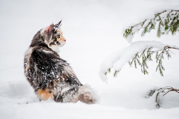 La polychromie de chat de Maine Coon se repose sur la neige dehors pendant l'hiver est sur la neige blanche