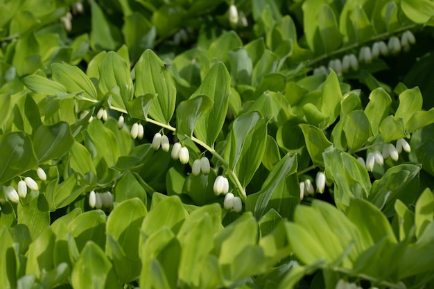 Polygonatum du sceau angulaire de Salomon dans le jardin