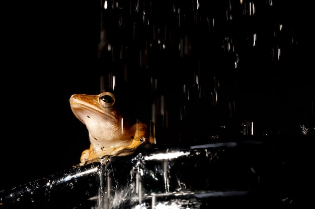 Polypedates leucomystax macro sur la douche