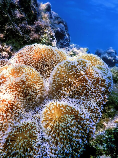 Photo les polypes du récif corallien sous-marin