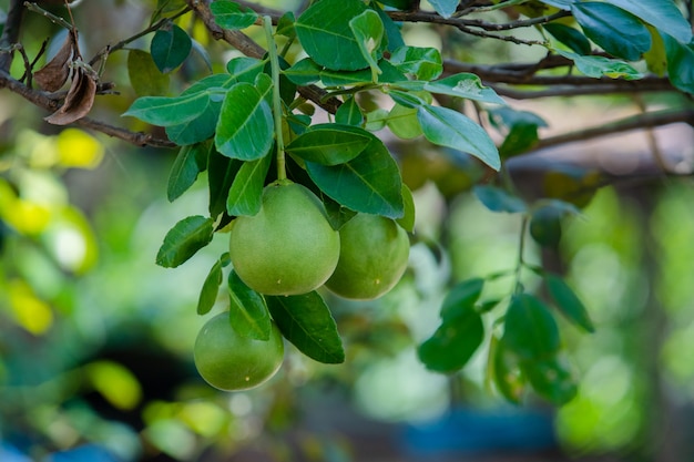 pomelo sur l&#39;arbre