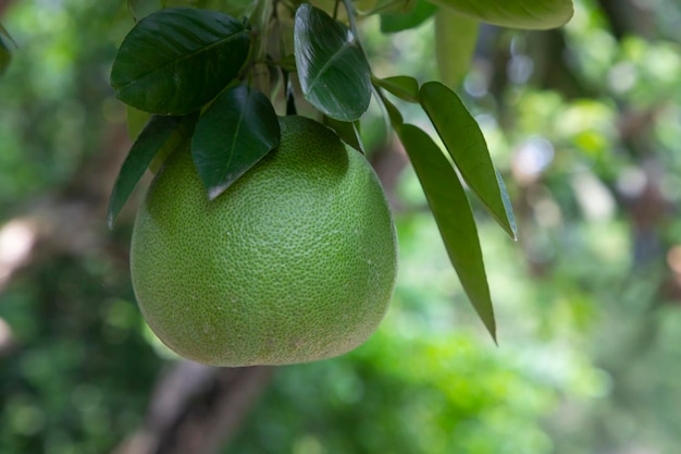 Pomelo vert Citrus grandis Pomelos sont les plus gros fruits oranges
