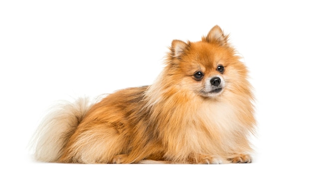 Pomeranian, 2 ans, in front of white background