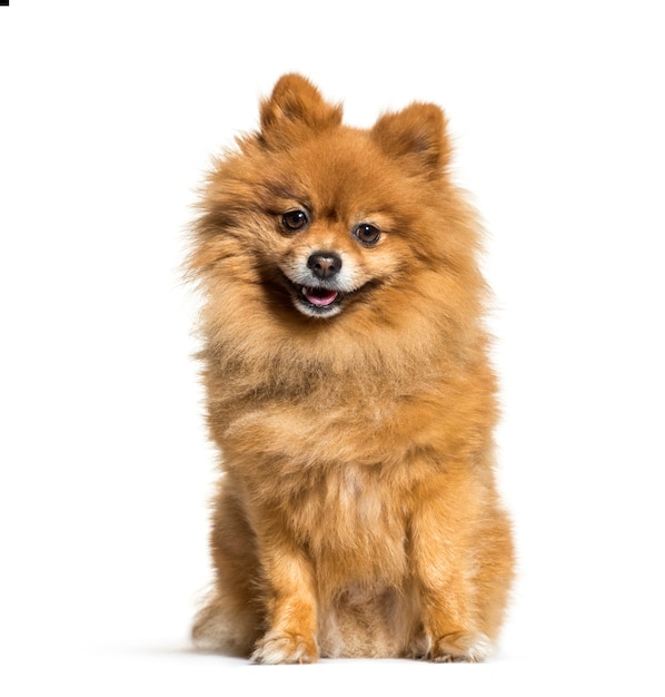 Pomeranian, 4 ans, assis en face de fond blanc