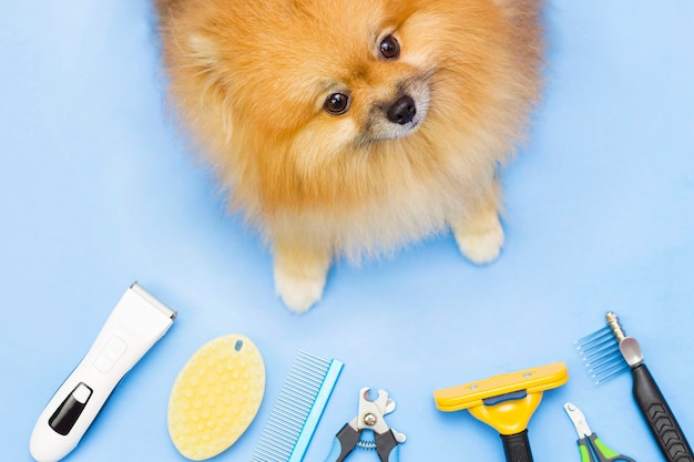 Pomeranian moelleux mignon est assis entouré d'outils de toilettage. Outils de soins pour animaux de compagnie. Cadre d'en haut. Fond bleu.