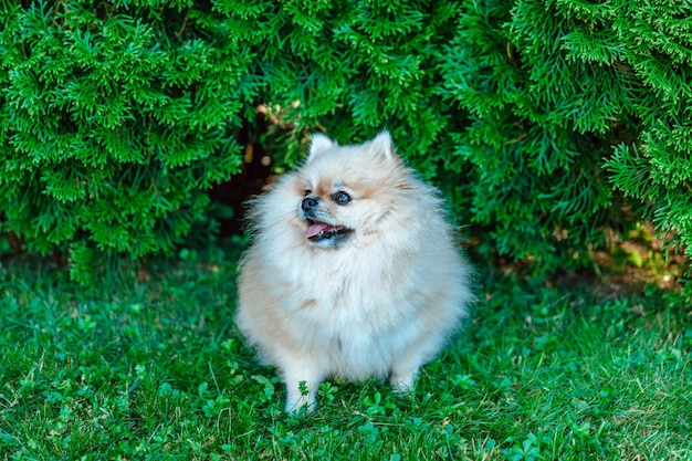 Pomeranian Spitz est assis sur l'herbe libre