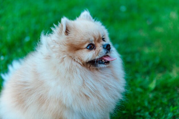 Pomeranian Spitz est assis sur l'herbe libre