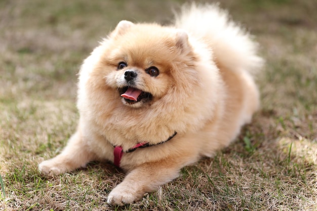 Pomeranian Spitz se trouve sur l'herbe