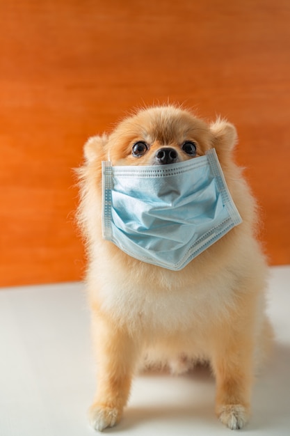 Poméranie, chiens de petite race, mettre un masque de santé assis sur un tableau blanc