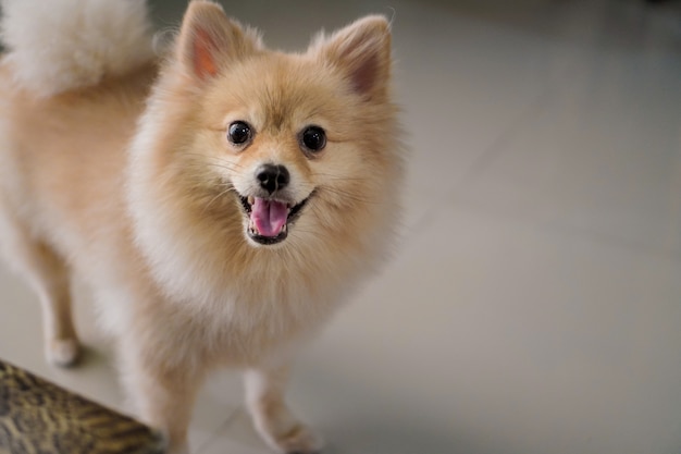 Poméranie ou petite race de chien se dresse sur le sol de granit et sort sa langue