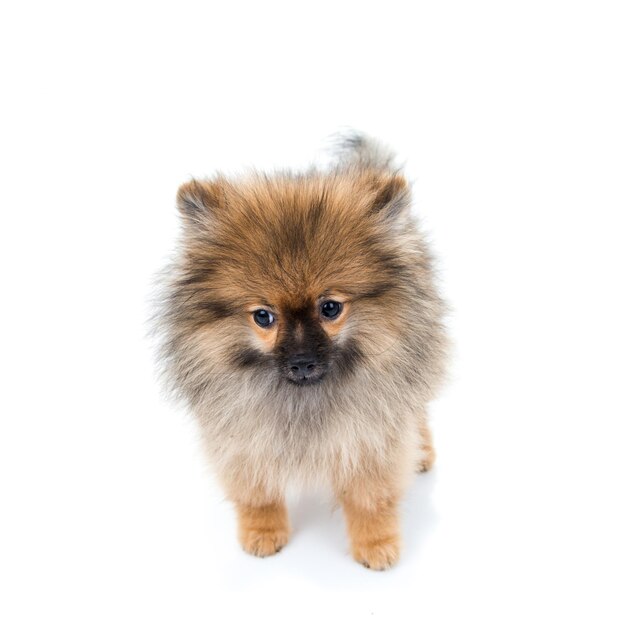 Photo pomeranien debout sur un fond blanc