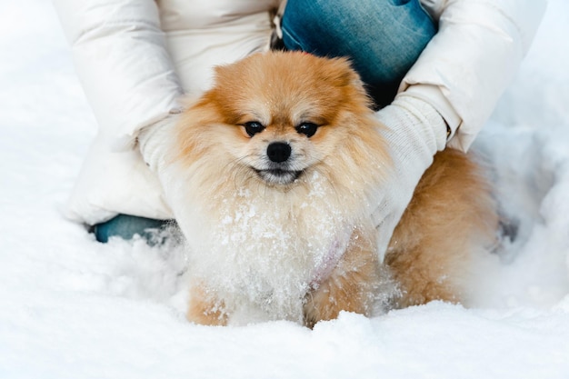 Un poméranien mignon est assis sur la neige Les mains d'une fille en gants blancs tiennent un chien