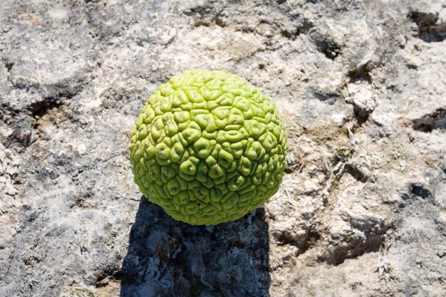 La pomme d'Adam sur la rive rocheuse de la mer Caspienne Octobre est le mois