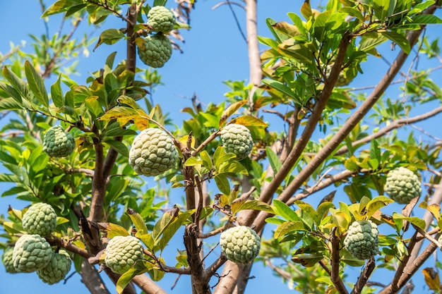 Pomme ou Annona fraîche de crème anglaise sur l'arbre en Thaïlande