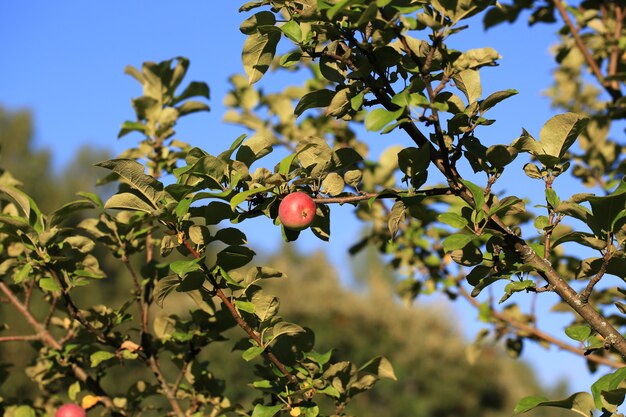 Pomme sur un arbre dans le jardin