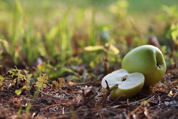 Pomme au sol en plein air