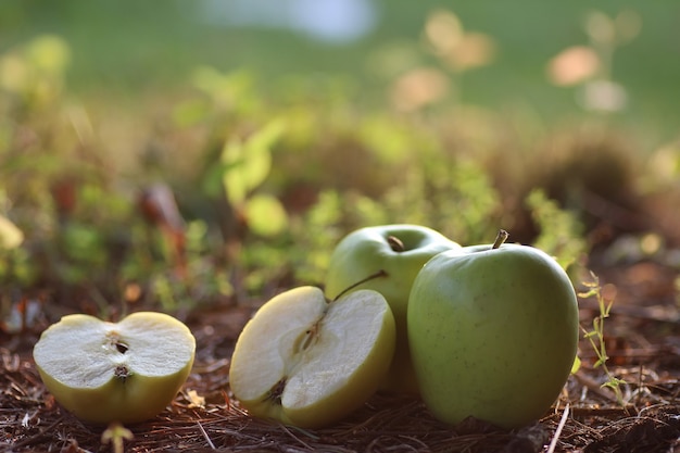 Pomme au sol en plein air