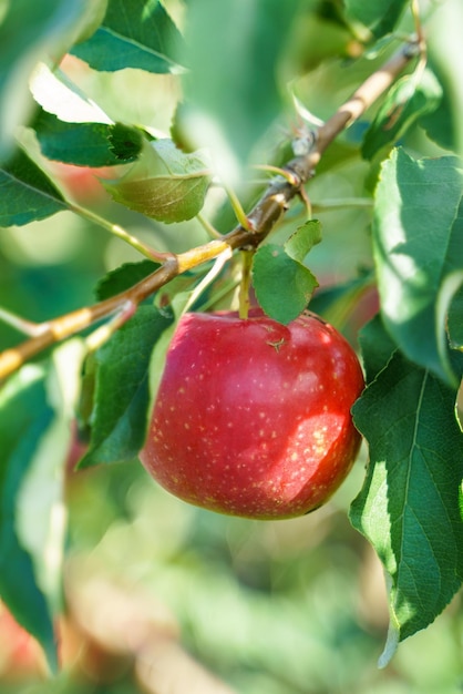 Pomme d'automne rouge mûre accrochée entourée de feuillage vert sur une branche d'un pommier