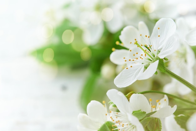 La pomme blanche ou la cerise en fleurs sur le fond du ciel bleu Bonne Pâque à l'arrière-plan Printemps Pâques à l'arrière-plan Journée mondiale de l'environnement Pâques Anniversaire Jour férié Fête des femmes Vue de haut