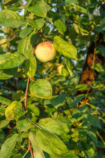 Pomme sur une branche de l'arbre dans le jardin en journée d'été avec fond naturel.