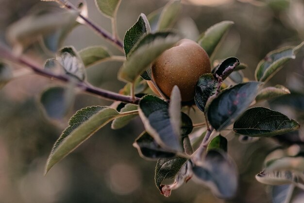 Une pomme sur une branche d'arbre en gros plan