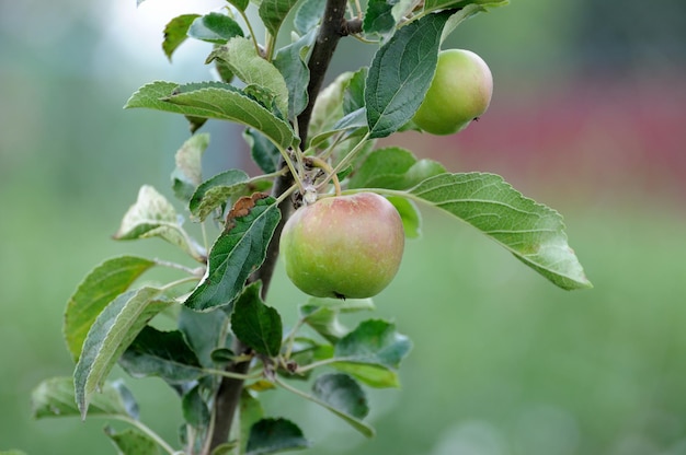 Pomme sur une branche d'arbre