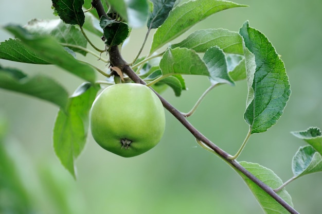 Pomme sur une branche d'arbre