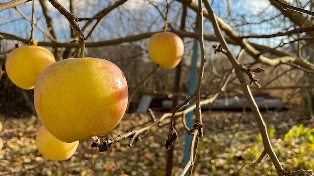 Pomme congelée sur une branche en automne