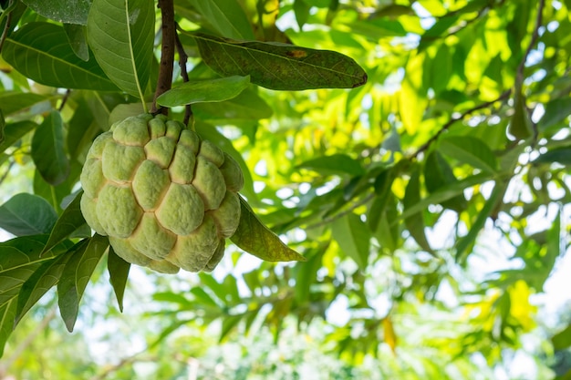 pomme-crème ou fruit pomme-sucre sur l&#39;arbre dans le jardin