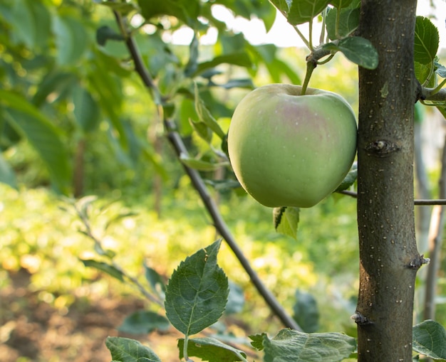 Une pomme dans un arbre pousse naturellement l'espace de copie