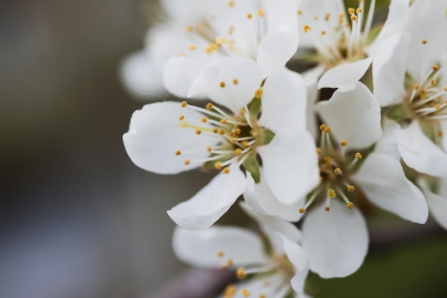 Pomme fleur sur fond nature fleurs de printemps