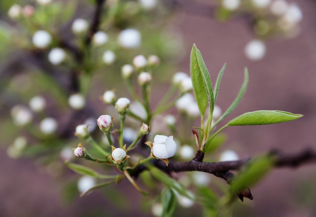 Pomme fleur