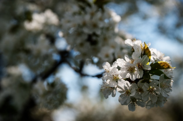 Pomme fleur