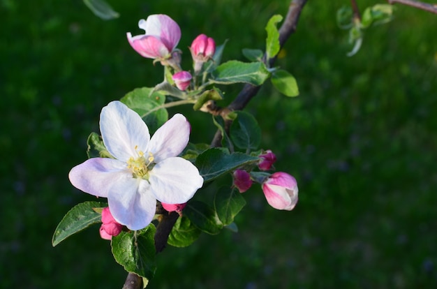 Pomme en fleurs dans le jardin de printemps